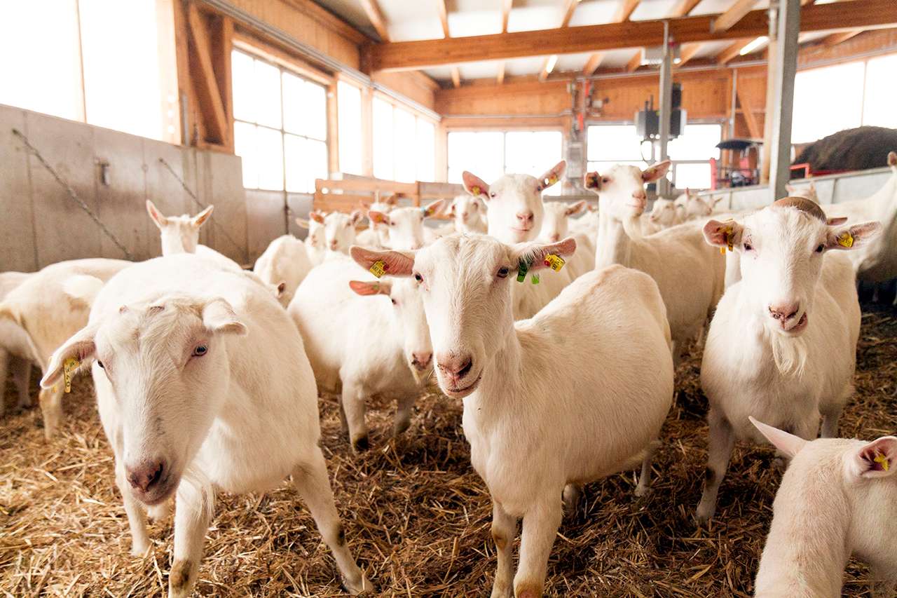 Mandls goat farm